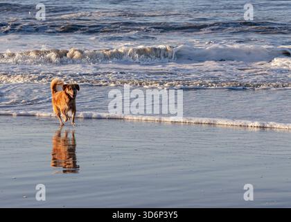 Un giocoso cane Golden retriever che corre lungo la costa in una giornata di sole, con un chiaro riflesso sulla sabbia bagnata e le onde dell'oceano sullo sfondo. Foto Stock