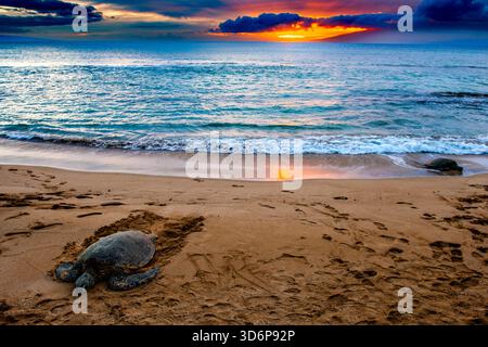 Tartarughe marine che riposano su una spiaggia sabbiosa al tramonto, con nuvole colorate e calme onde oceaniche lungo la costa. Foto Stock