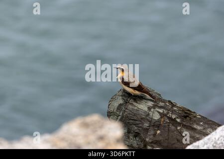 Un Wheatear adulto (Oenanthe oenanthe) che si occupa di raccolta di insetti e altri invertebrati sulle dune sabbiose di Bull Island a Dublino. Foto Stock