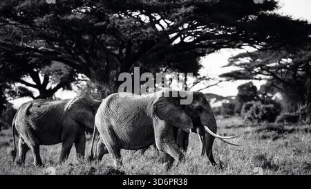 Sorprendente fotografia in bianco e nero della fauna selvatica con elefanti africani in Kenya. Catturati durante un safari attraverso le savane di Amboseli e Tsavo, Nes Foto Stock