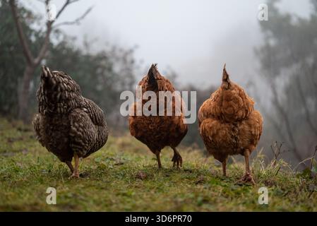 Tre polli all'aperto da dietro nella mattina nebbiosa sul pascolo, una fattoria divertente con galline marroni e macchiate che mostrano piume soffici. Foto Stock