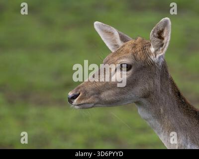 Ritratto di un cervo a riposo, Renania settentrionale-Vestfalia, Germania Foto Stock
