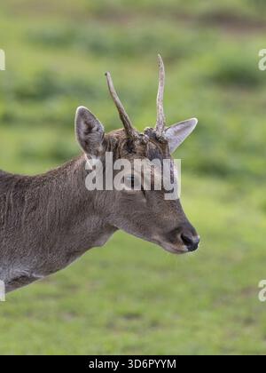 Ritratto di un cervo a riposo, Renania settentrionale-Vestfalia, Germania Foto Stock
