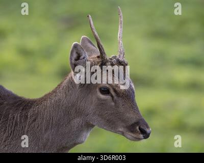 Ritratto di un cervo a riposo, Renania settentrionale-Vestfalia, Germania Foto Stock