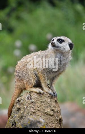 Close up profilo laterale ritratto di uno meerkat seduto su una roccia e guardando lontano avvisati su sfondo verde a basso angolo di visione Foto Stock