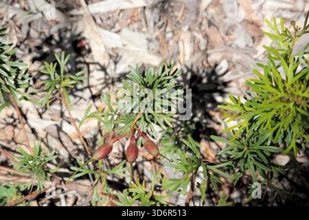 Primo piano di Grevillea preissii in frutta. Pianta nativa australiana Foto Stock