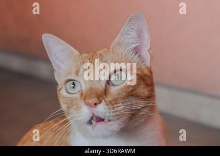 Primo piano di Surprise Orange Cat – espressione gatto zenzero, Ritratto di animali di grandi dimensioni Foto Stock