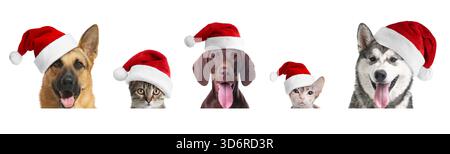 Adorabili gatti e cani nei cappelli di Babbo Natale su sfondo bianco Foto Stock