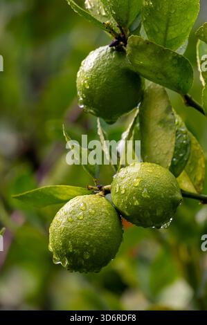 Fiori di limone e frutta bagnati. Foto Stock