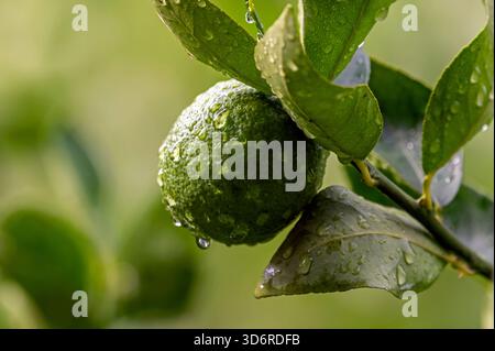 Fiori di limone e frutta bagnati. Foto Stock