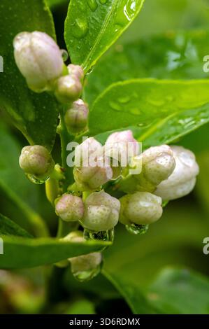 Fiori di limone e frutta bagnati. Foto Stock