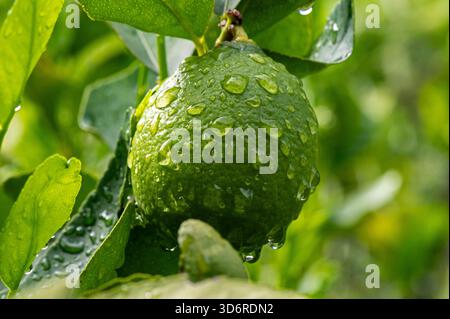 Fiori di limone e frutta bagnati. Foto Stock