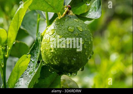Fiori di limone e frutta bagnati. Foto Stock