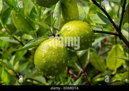 Fiori di limone e frutta bagnati. Foto Stock