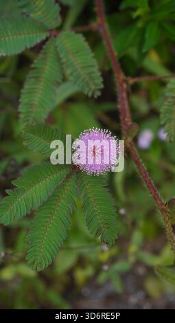 Mimosa pudica comunemente nota come la pianta sensibile Foto Stock
