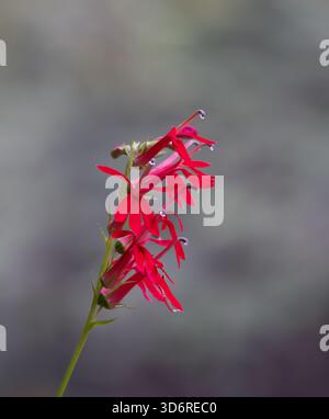 Primo piano di un fiore cardinale con brillanti fiori rossi fotografati nel Maine con una profondità di campo bassa su uno sfondo grigio. Foto Stock