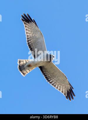 Northern Harrier uomo adulto in volo. Arastradero Preserve, Santa Clara County, California. Foto Stock