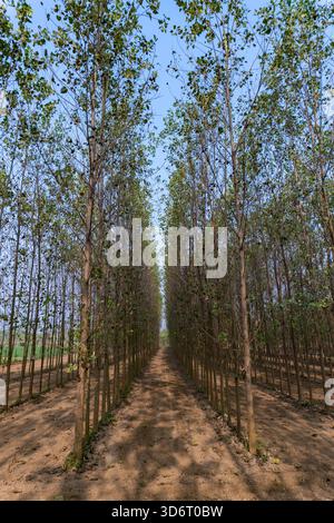 Piantagione di teak (Tectona grandis) in terreni agricoli di Haryana che mostrano una crescita giovane per la raccolta di legname duro Foto Stock