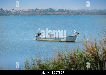 Due gabbiani si stagliano su una vecchia e piccola barca da pesca ancorata nelle calme acque turchesi di una laguna costiera, incorniciata da canne Foto Stock