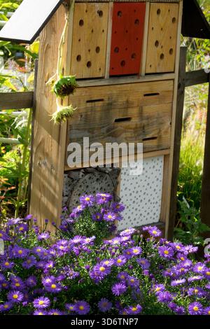 Asters autunnali di fronte all'Insect hotel Garden Foto Stock