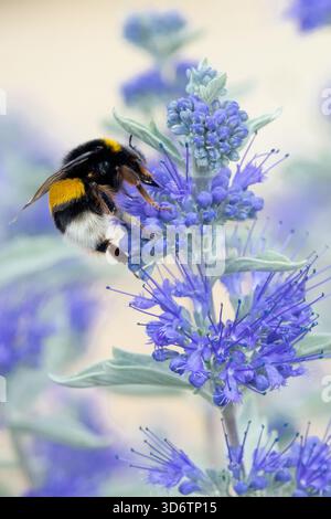 Grande bumblebee dalla coda di bue sul fiore, insetto Caryopteris Bombus Terrestris sulla fioritura Foto Stock