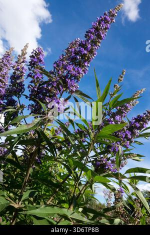 Vitex agnus castus "Delta Blues" Foto Stock
