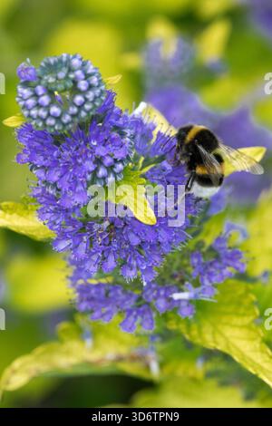 Bumblebee (Bombus sp.) si nutre attivamente del nettare di vivaci fiori blu-viola di un arbusto di barba blu Foto Stock