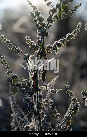 Primo piano di piante di bacino con foglie larghe in inverno con gelo sul vecchio stelo di fiore Foto Stock