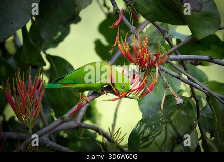 Il pappagallo sospeso (Loriculus vernalis) è un piccolo pappagallo che è un allevatore residente nel subcontinente indiano e in alcune altre aree del sud-est Foto Stock