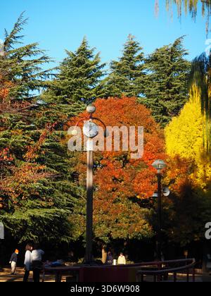 Ginkgo dorato e fogliame rosso autunnale illuminato dalla luce del sole mattutino in un parco di Ogikubo, Suginami Foto Stock