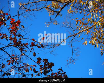 Rami di alberi autunnali con foglie rosse e gialle contro un cielo blu di novembre limpido a Tokyo Foto Stock