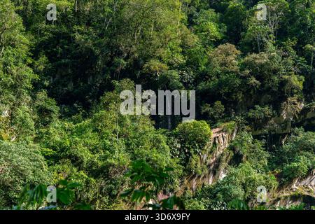 La fitta foresta pluviale amazzonica copre scogliere ripide a Tingo María, Perù, con vegetazione lussureggiante, natura tropicale e paesaggi naturali. Foto Stock