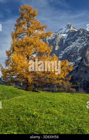 Larice giallo con il monte Wetterhorn sullo sfondo, Grindelwald, Cantone di Berna, Svizzera Foto Stock