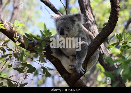 Un Koala si siede in una struttura ad albero su Magnetic Island, in Australia Foto Stock