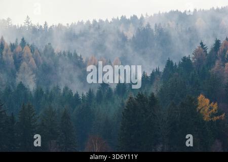 Foresta di montagna nebbiosa, paesaggio autunnale mostruoso Foto Stock