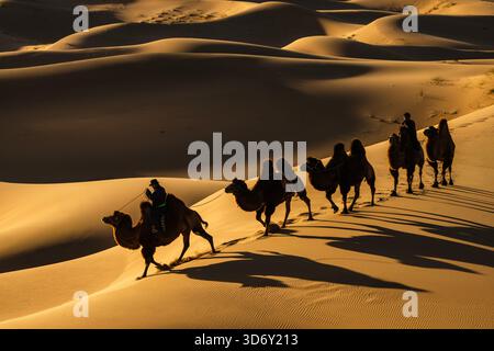 Treno a dorso di cammello nel deserto del Gobi a Khongor 'Singing Sand Dunes' all'alba, in Mongolia Foto Stock