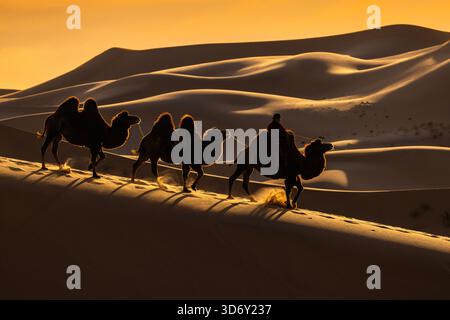 Treno a cammello sul deserto del Gobi a Khongor 'Singing Sand Dunes' al tramonto, in Mongolia Foto Stock
