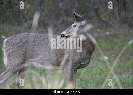 Un cervo dalla coda bianca a Columbia Falls, Montana. Foto Stock
