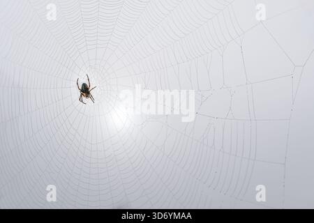Primo piano di un ragno centrato sulla sua delicata rete, con sottili gocce di rugiada che evidenziano l'intricato motivo su uno sfondo morbido e luminoso Foto Stock