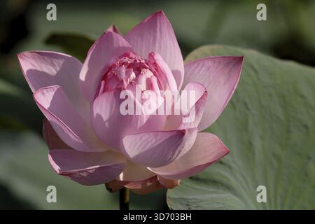 Foto macro di un fiore di loto rosa con petali delicatamente aperti alla luce del sole, lago Vembanad, Kerala, India meridionale, India Foto Stock