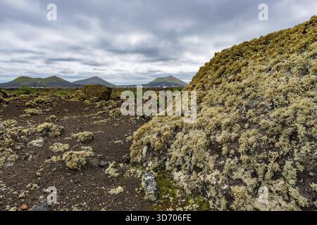 Campo di lava coperto di licheni, Parque Natural de Los Volcanes, vicino a Masdache, Lanzarote, Isole Canarie, Spagna Foto Stock