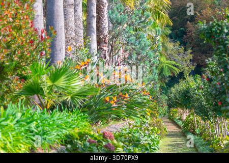 Lo stretto sentiero si snoda attraverso un vivace giardino tropicale pieno di piante diverse. Alti tronchi di palma e fiori di arancio brillante fiancheggiano i bordi. Giardino Foto Stock