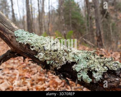 Il Lichen su un ramo di albero Foto Stock