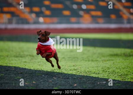 il pinscher in miniatura si muove allegramente su un campo verde indossando un cappotto rosso brillante. La sua energia e il suo entusiasmo sono chiaramente visibili, catturando un momento spensierato sotto il cielo limpido. Foto Stock