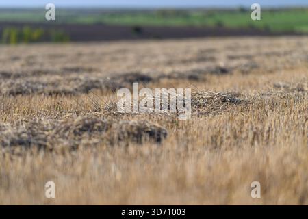 A stunning view of endless golden grain fields across the picturesque countryside under a clear blue sky Foto Stock
