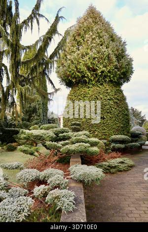 Giardino ben curato caratterizzato da sempreverdi topiari ricoperti di gelo e conifere, con un albero piangente e un sentiero pavimentato in una giornata fredda Foto Stock