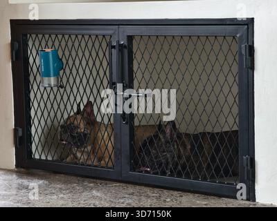 Due Bulldog francesi all'interno di una cassa per cani realizzata appositamente in rete metallica nera Foto Stock