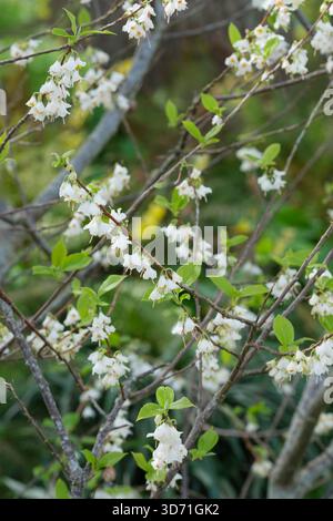 Halesia carolina, Carolina Silverbell, gruppi pendenti di fiori bianchi a forma di campana in primavera, Foto Stock