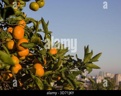 Arance mature appese su un ramo di agrumi in piena luce naturale Foto Stock