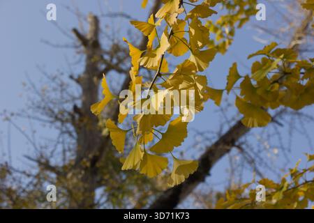Foglie gialle di ginkgo sui rami degli alberi contro un cielo azzurro limpido in autunno Foto Stock